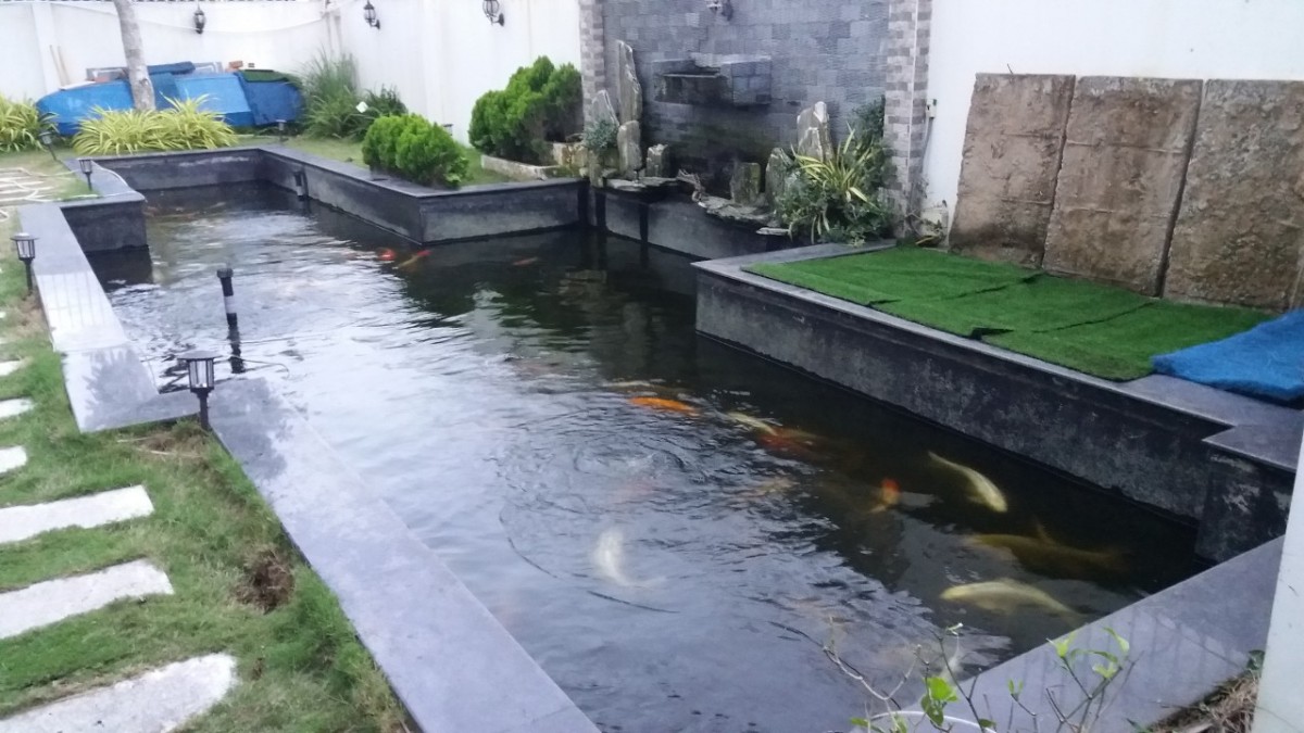 Hồ cá sử dụng sơn chống thấm 