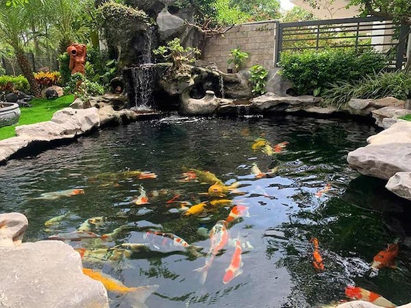 thiết kế hồ cá koi đẹp