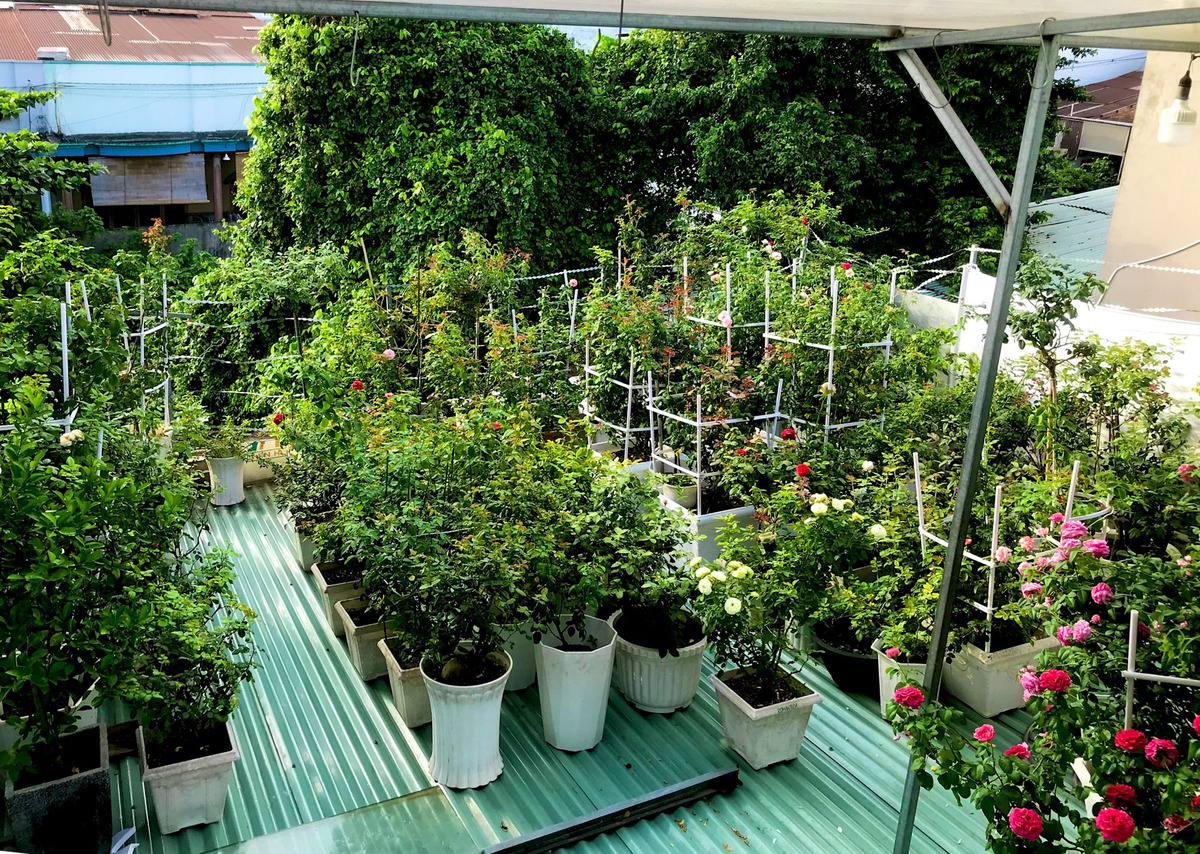 Trồng cây xanh trên mái tôn